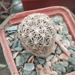 Еchinomastus intertexus -cube-5cm-