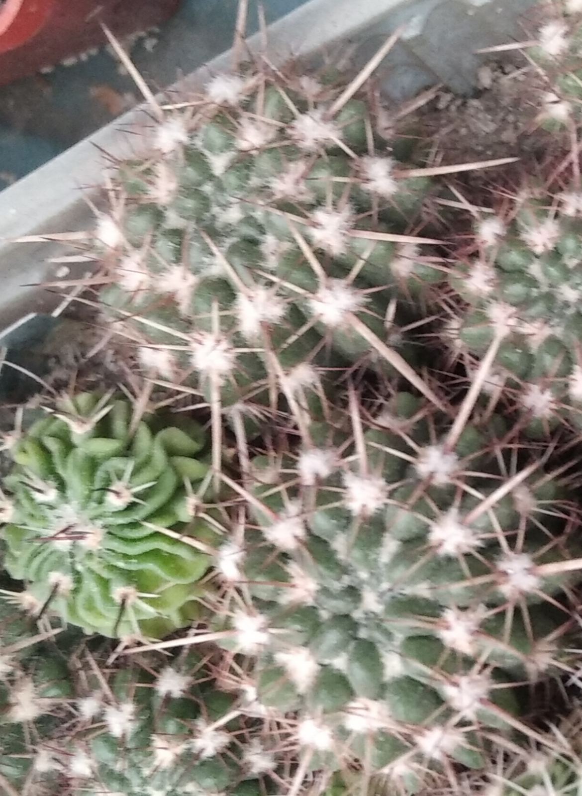 Notocactus  orthacanthus -MG- сіянці-