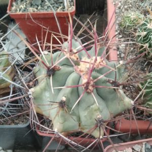 Ferocactus rectispinus -Mesа Garden-