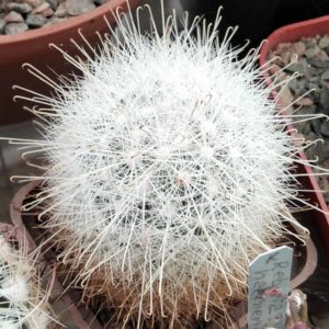 Mammillopsis senilis -MG-