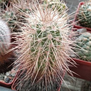 Echinocereus coccineus SB850 -MG-