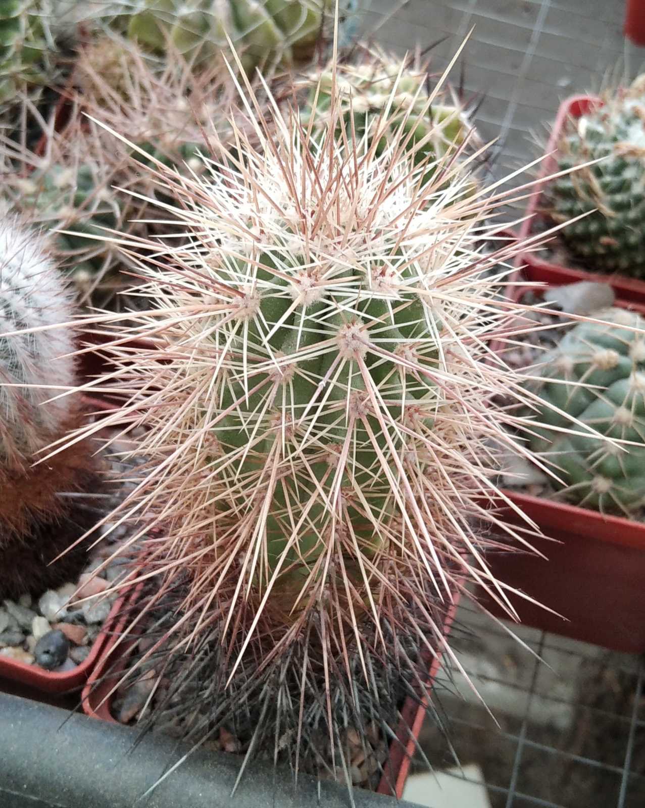 Echinocereus coccineus SB850 -MG-