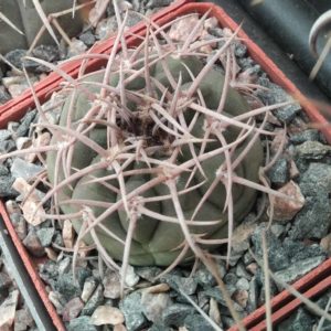 Gymnocalycium  nidulans - cube-6cm-