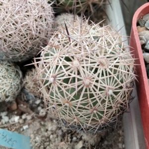 Echinomastus warnockii -MG- rare-