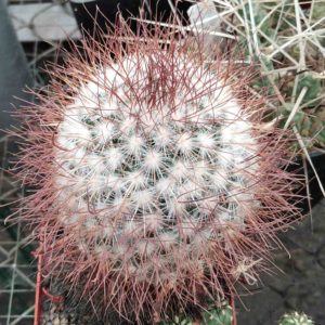 Mammillaria rekoi v. leptacantha -cube-8cm-
