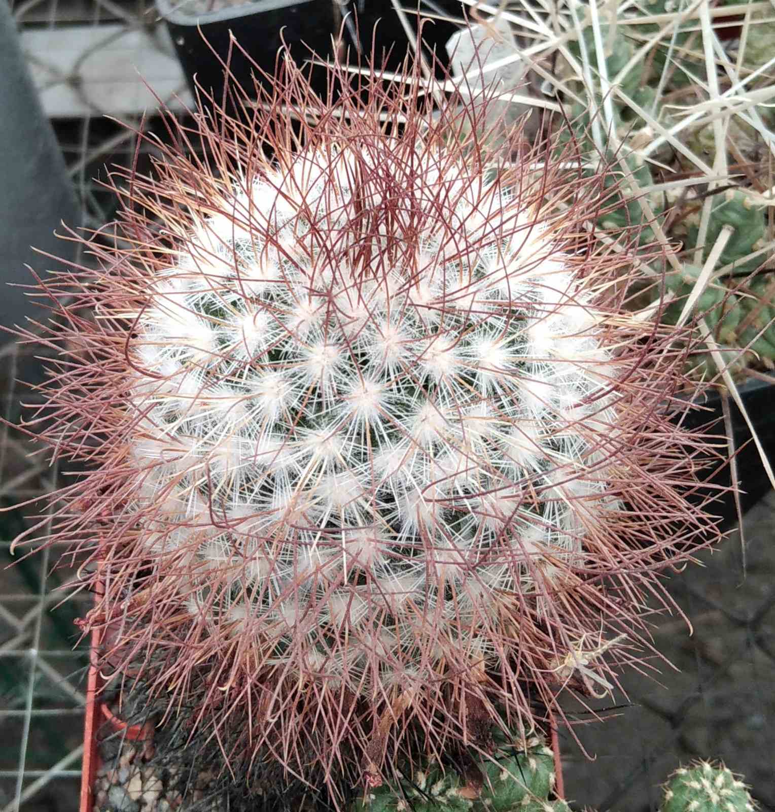 Mammillaria rekoi v. leptacantha -cube-8cm-