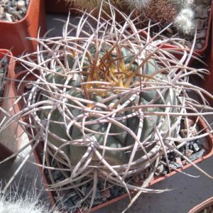 Gymnocalycium cardenasianum -s