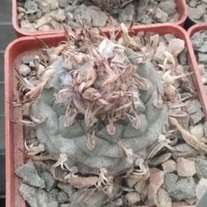 Turbinicarpus  klinkerianus -L.Bercht- cube-6cm-