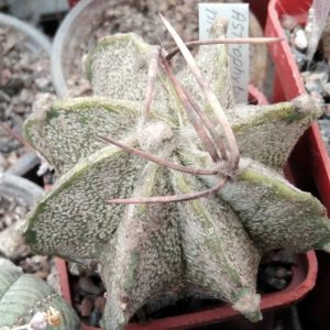 Astrophytum niveum -PP-