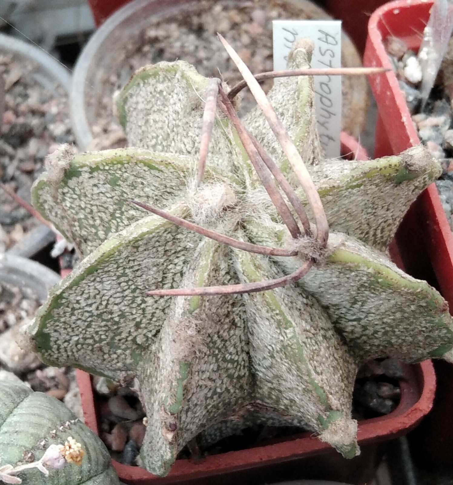 Astrophytum niveum -PP-