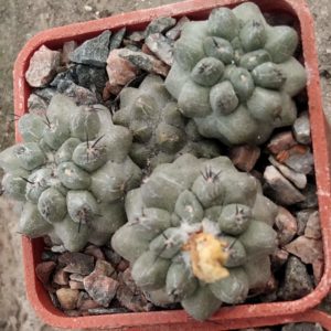 Copiapoa humilis -s