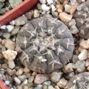 Gymnocalycium platygonum STO536-
