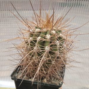 Trichocereus pasacana VG999 -Diego de Almagro-