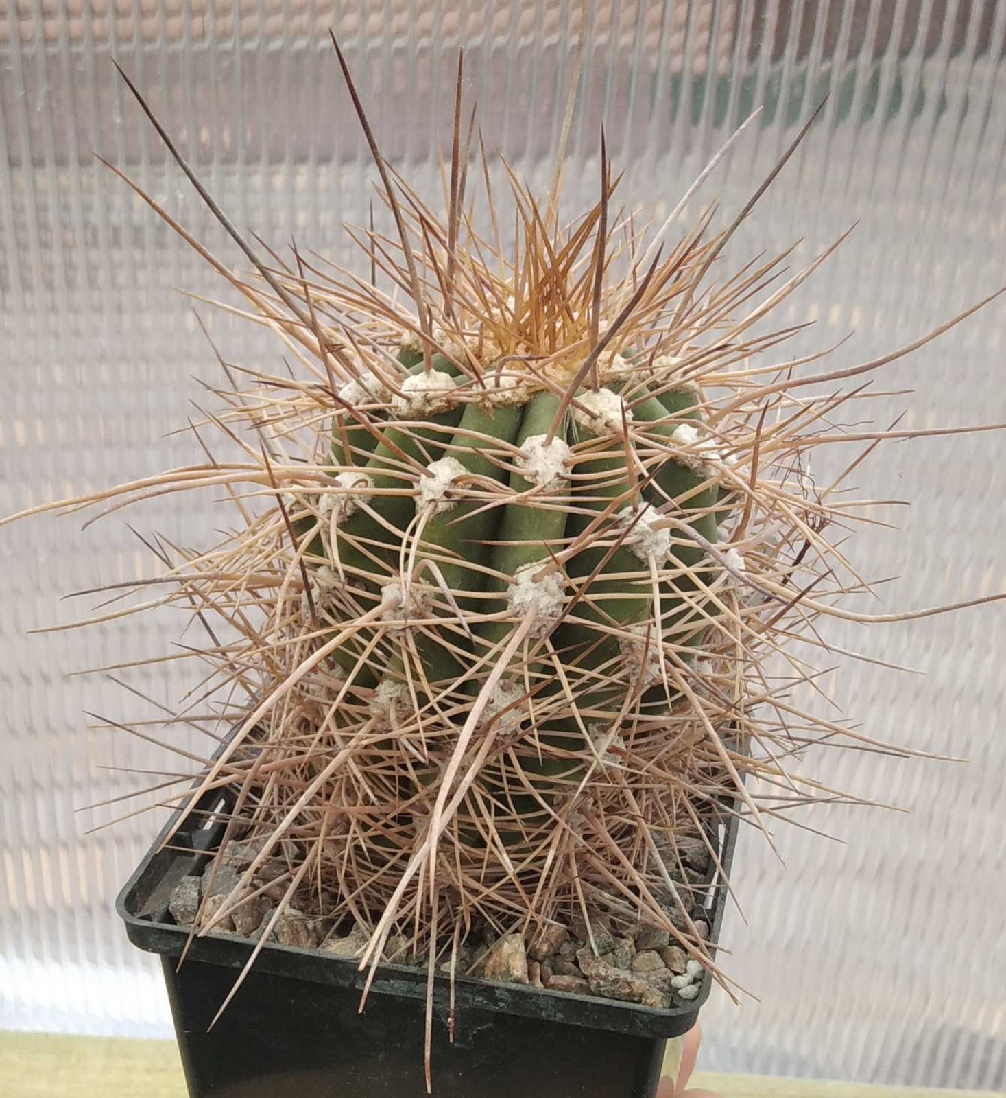 Trichocereus pasacana VG999 -Diego de Almagro-