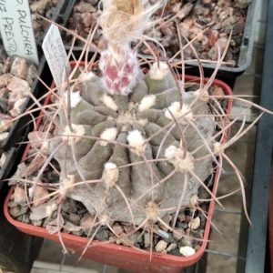 Neochilenia curvispina v. heinrichiana -MG-seeds-насіння-