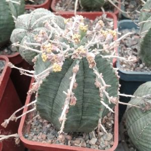 Euphorbia obesa x valida