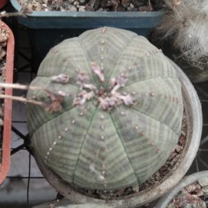 Euphorbia obesa -PAN-