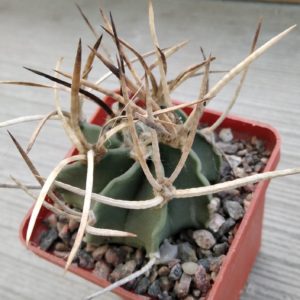 Astrophytum crasispinum -Japan-super spined form-select-