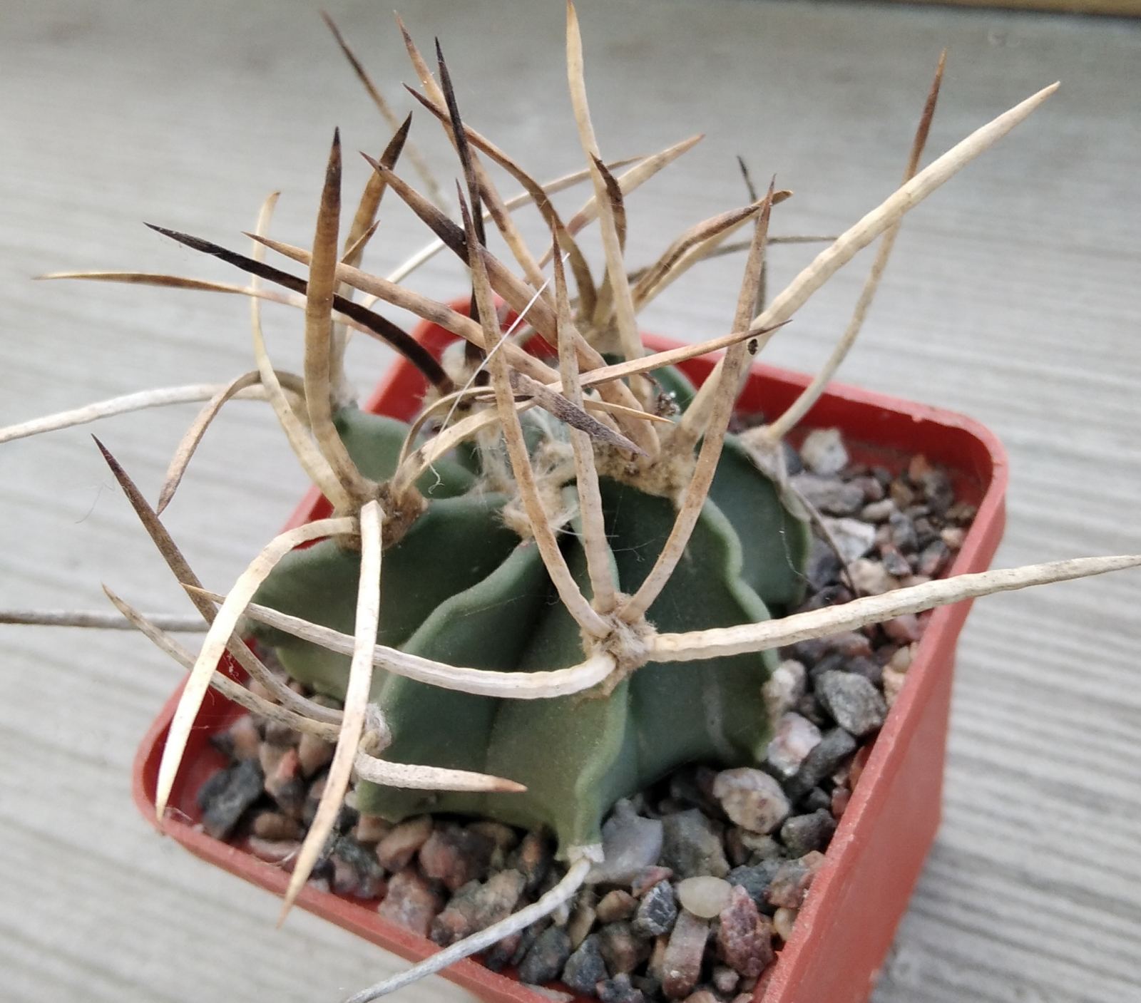 Astrophytum crasispinum -Japan-super spined form-select-