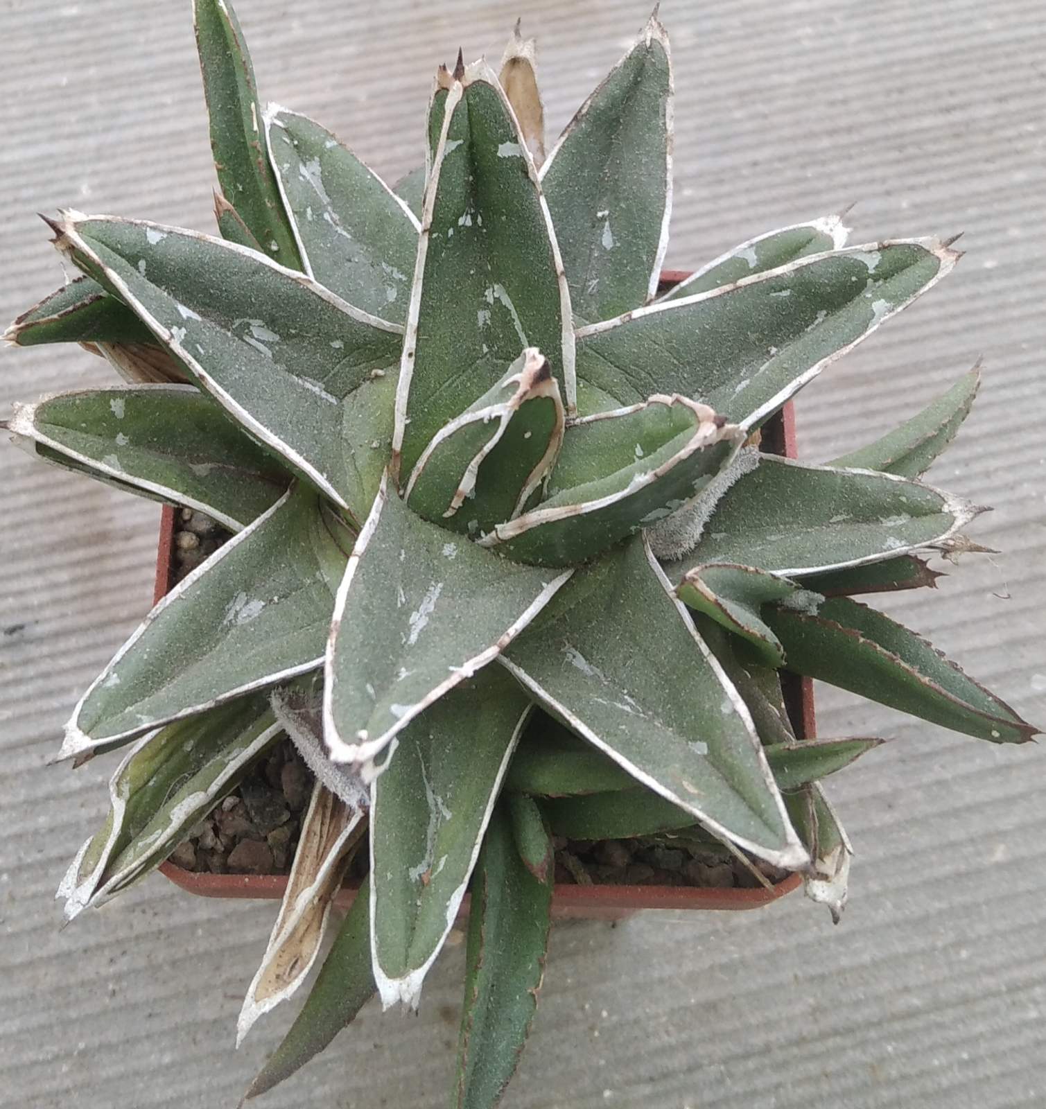 А. victoriae - reginae -mini form- cube-7cm-