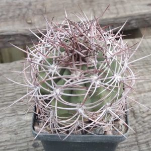 Demnoza rhodacantha -s