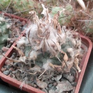 Turbinicarpus hybr.-s