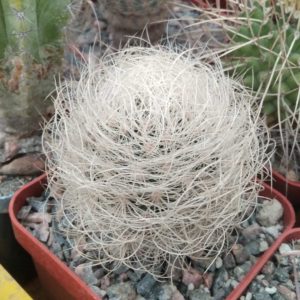 Neoporteria  senilis - cube-7cm-