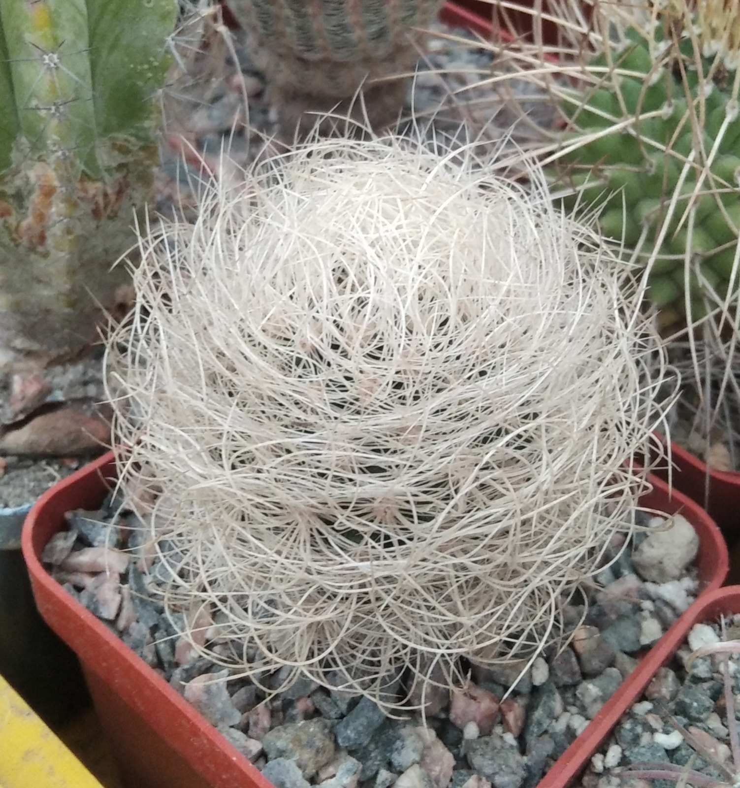 Neoporteria  senilis - cube-7cm-