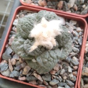 Аriocarpus fissuratus x 'Godzilla' -cube-7cm- прихована підщепа-