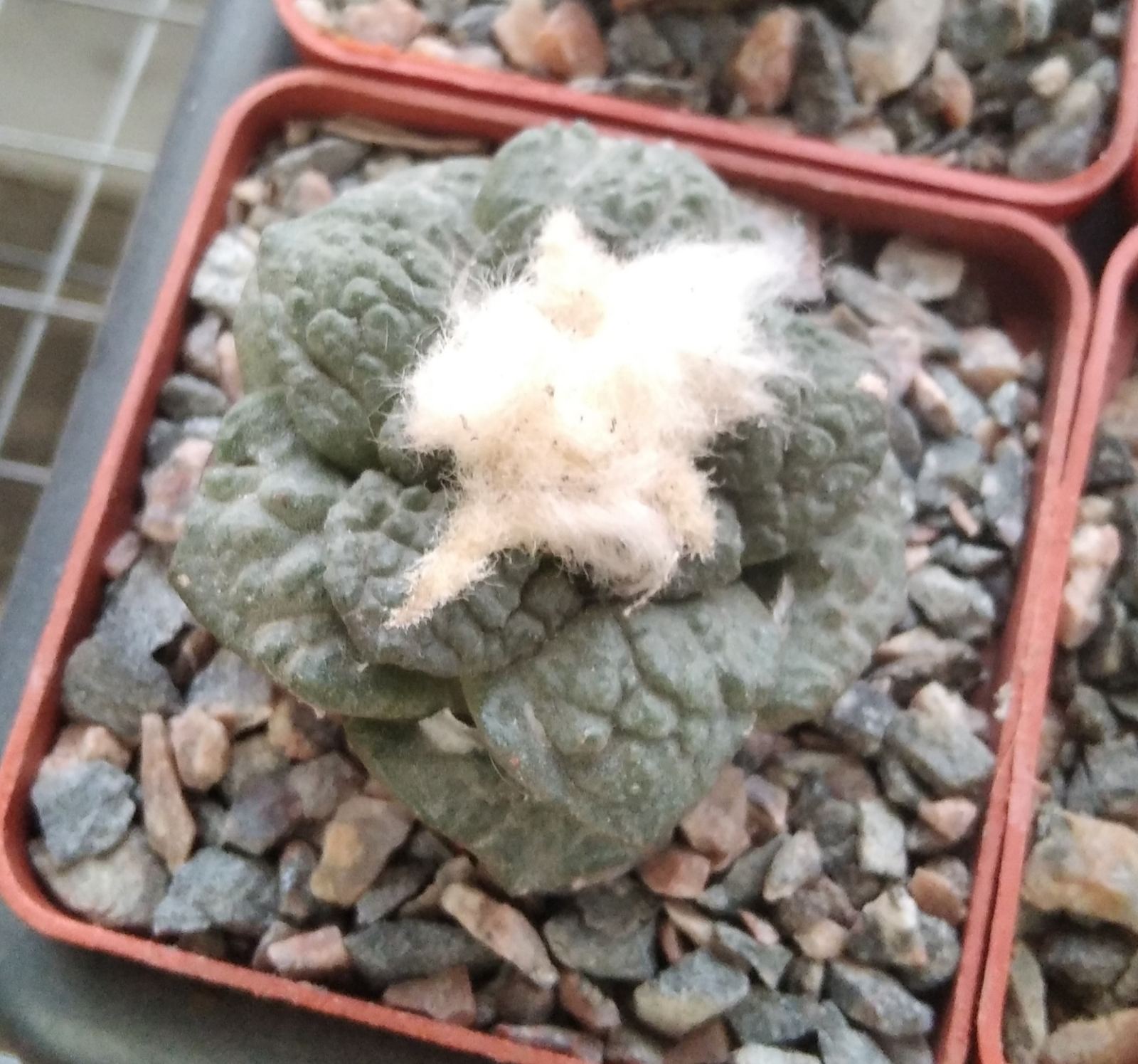 Аriocarpus fissuratus x 'Godzilla' -cube-7cm- прихована підщепа-