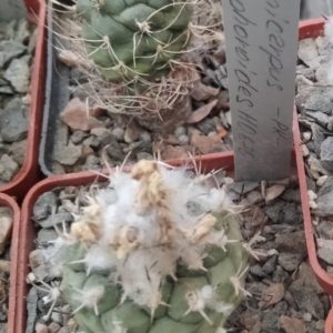 Turbinicarpus lophophoroides HO670 -cube-6cm-