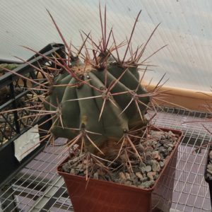 Ferocactus rectispinus -Mesа Garden- cube-12 см.
