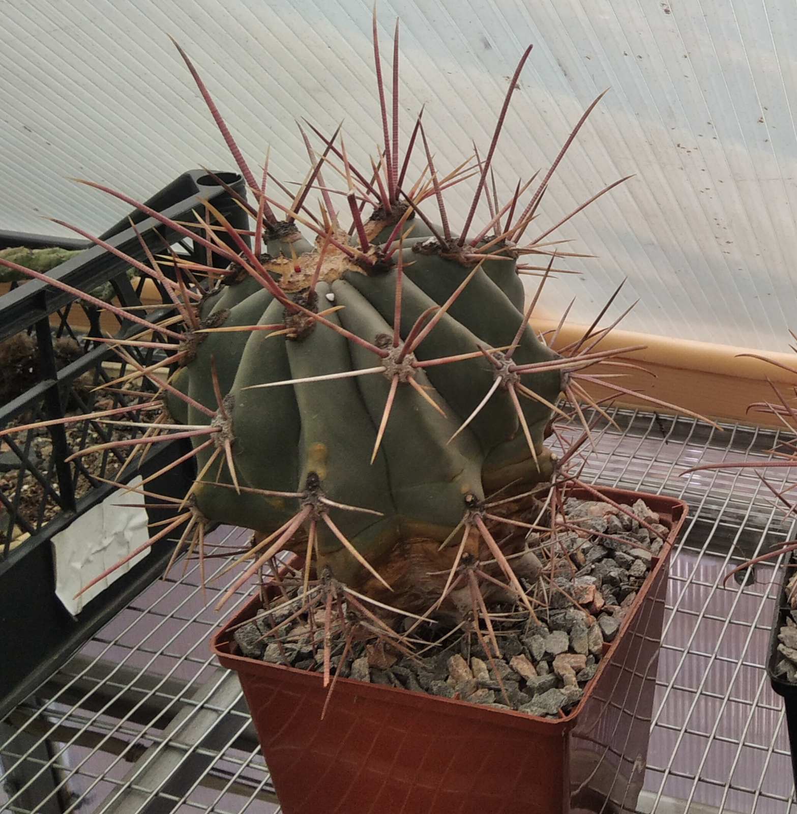 Ferocactus rectispinus -Mesа Garden- cube-12 см.