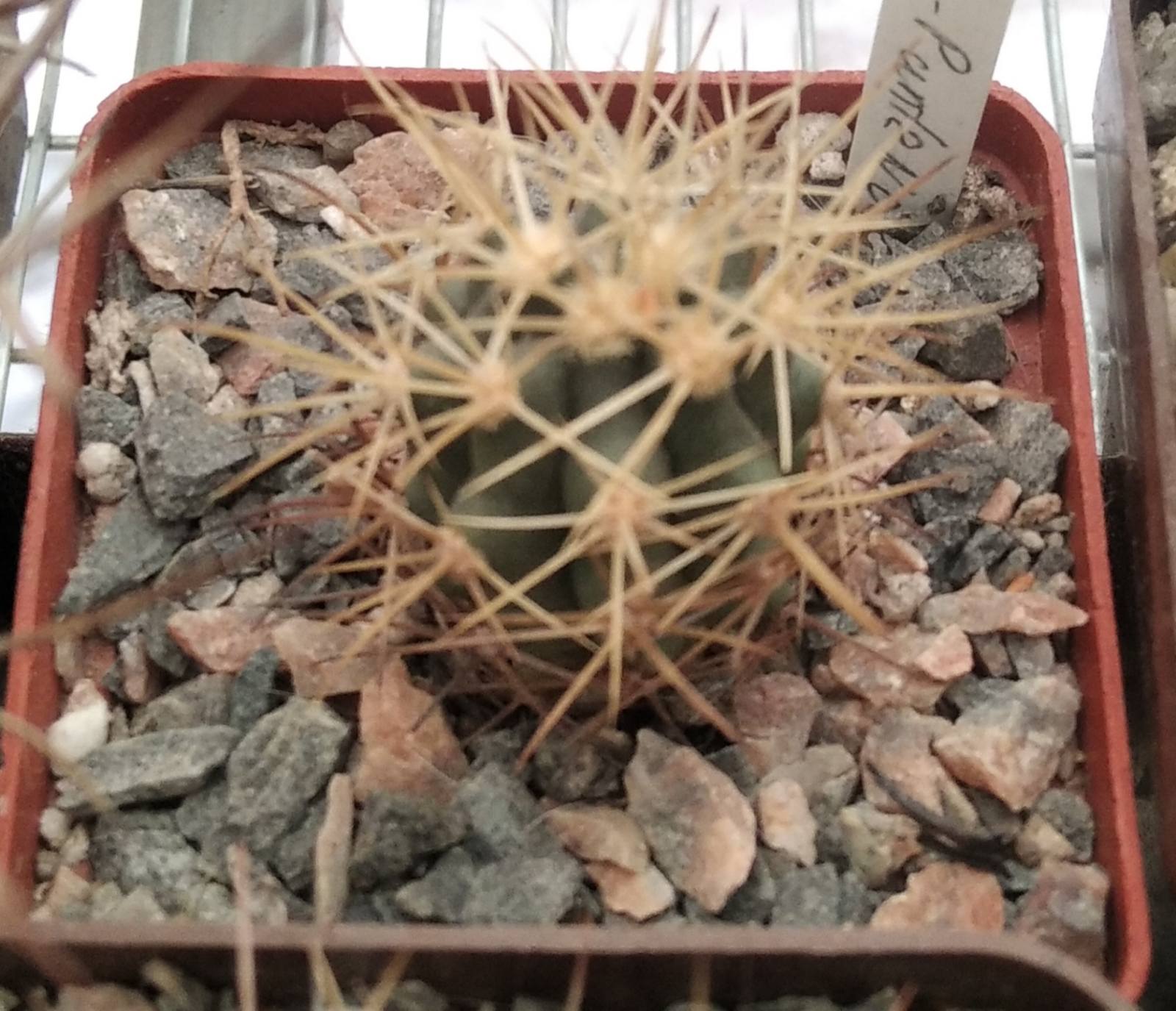 Ferocactus chryzacanthus -Cedros-
