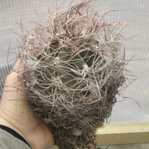Аstrophytum  senile -діаметр- біля 9см-