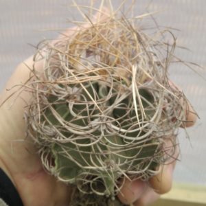 Astrophytum senile v. aureum -діам.-біля 8см-