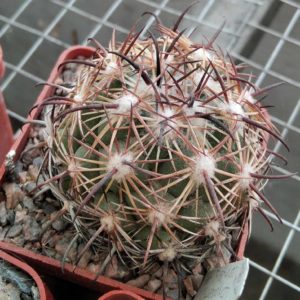 Сoryphantha cornifera -MG-