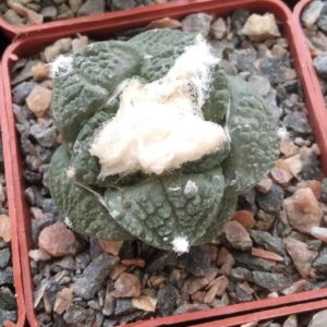 А. fissuratus x 'Godzilla' -cube-7cm- прихована підщепа-