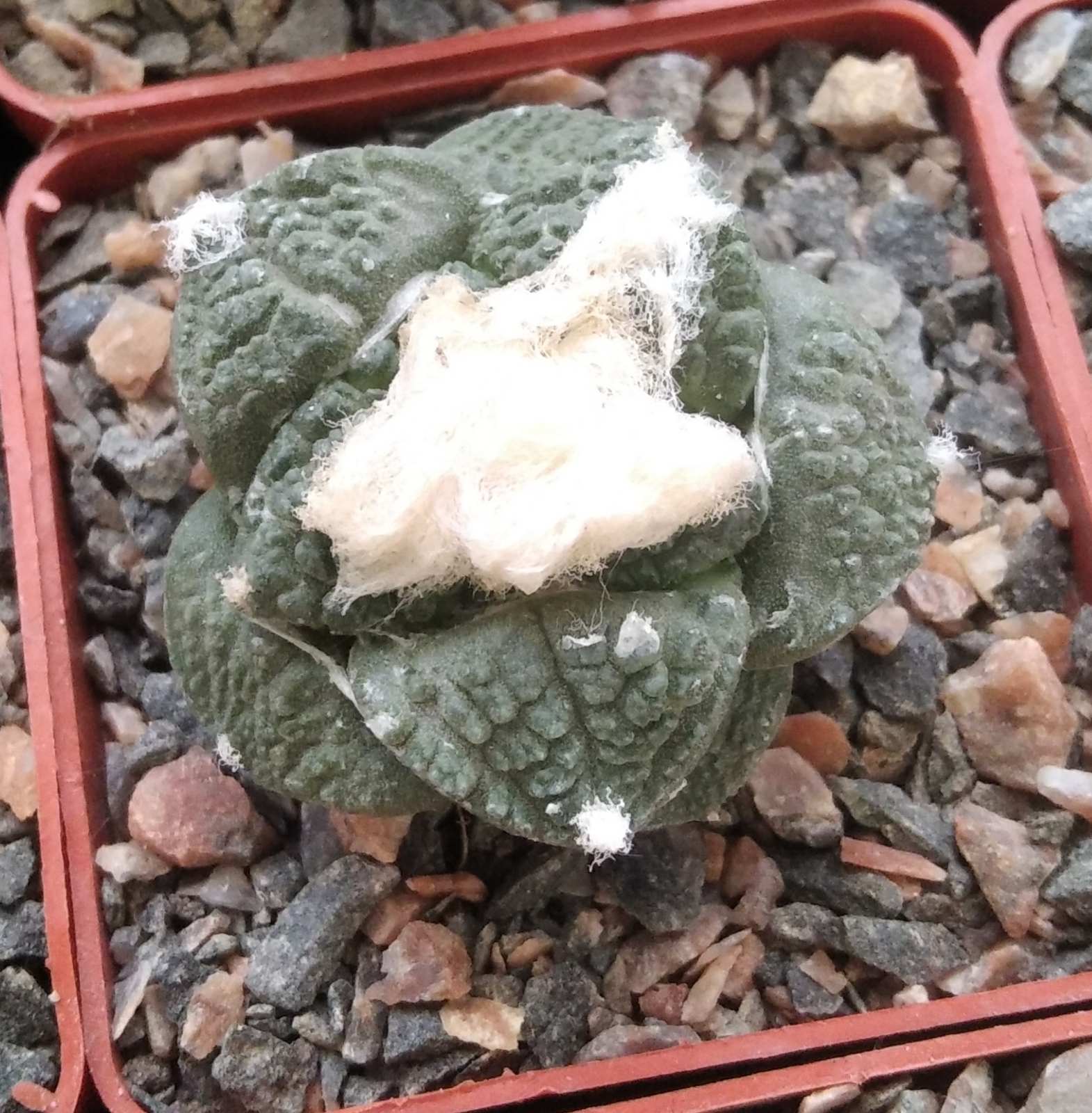 А. fissuratus x 'Godzilla' -cube-7cm- прихована підщепа-