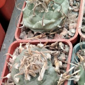 Turbinicatpus polaskii -s