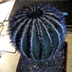 Uebelmania pectinifera -cube-12cm- біля 20 років-