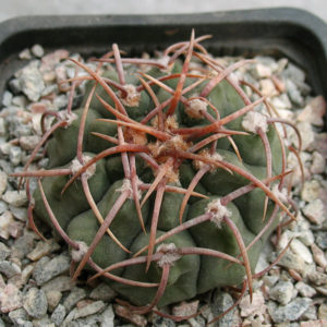 Gymnocalycium vatteri JPR 107/257 -Seeds-