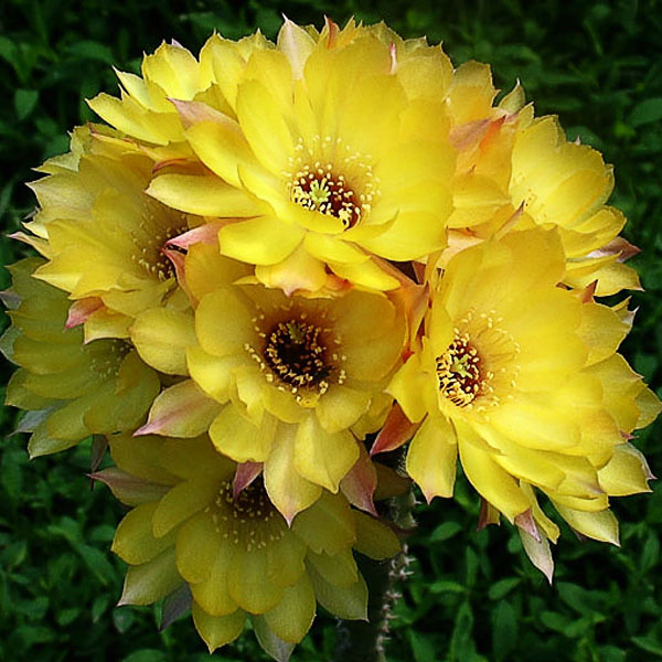Chamaelobivia KhV Yellow  -seeds-