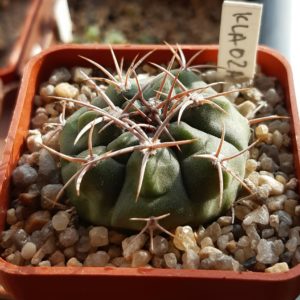 Gymnocalycium mostii 'kurtzianum' KLA07A	La Cumbre, Cordoba, Arg.