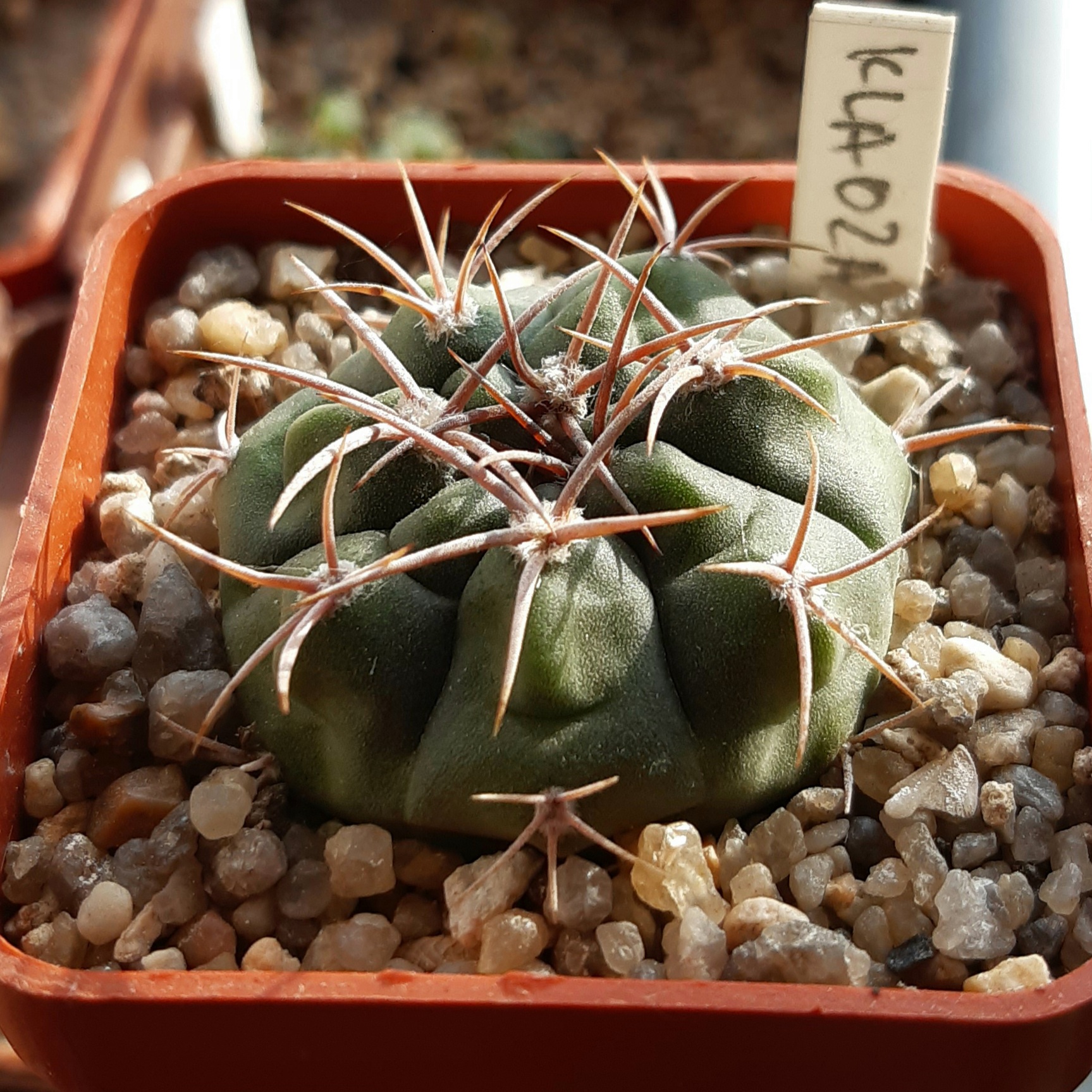 Gymnocalycium mostii 'kurtzianum' KLA07A	La Cumbre, Cordoba, Arg.