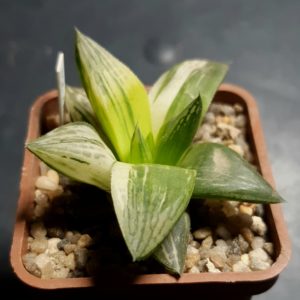 Haworthia variegata