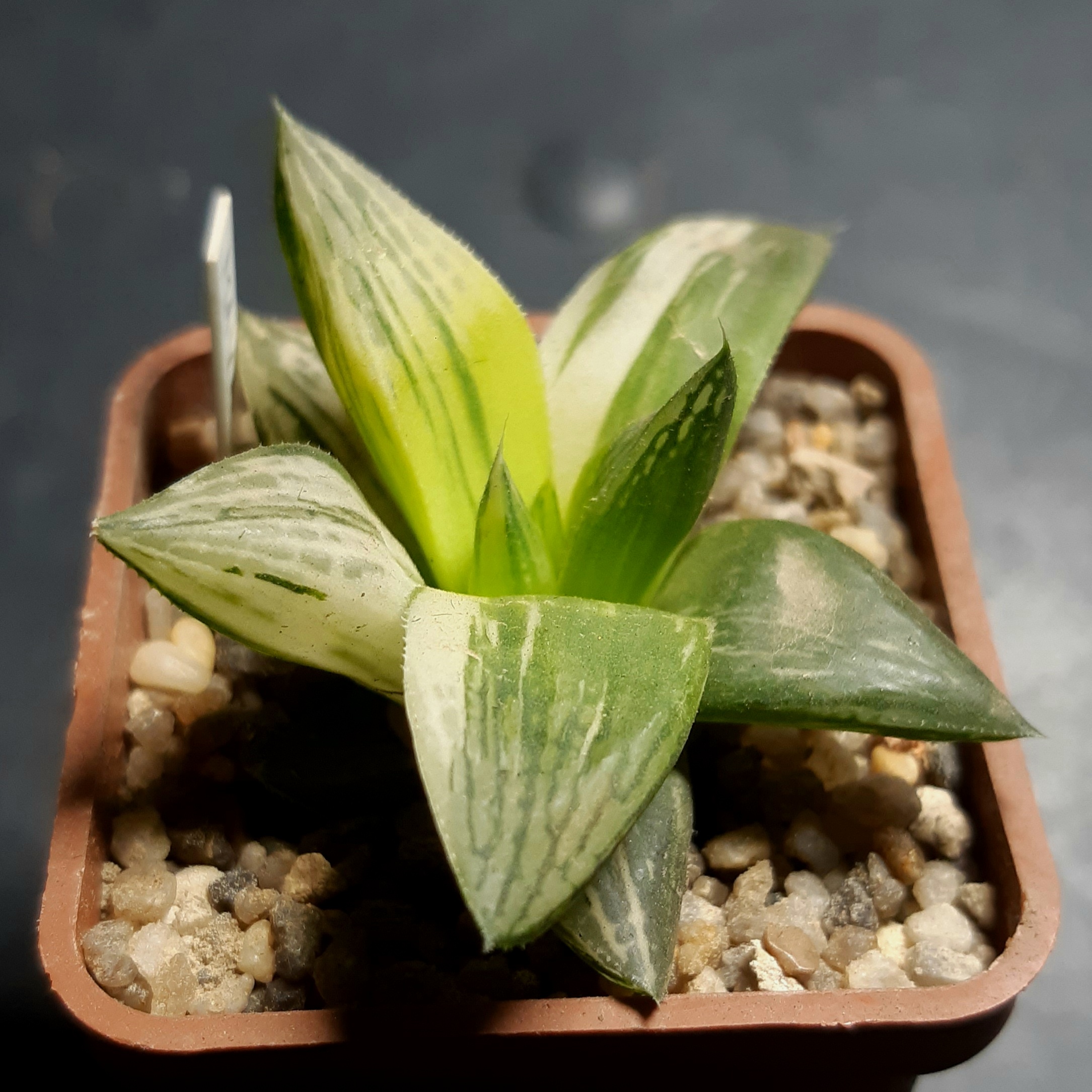 Haworthia variegata