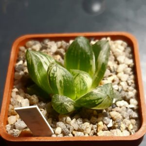 Haworthia obtusa cv.'Himawari' variegata