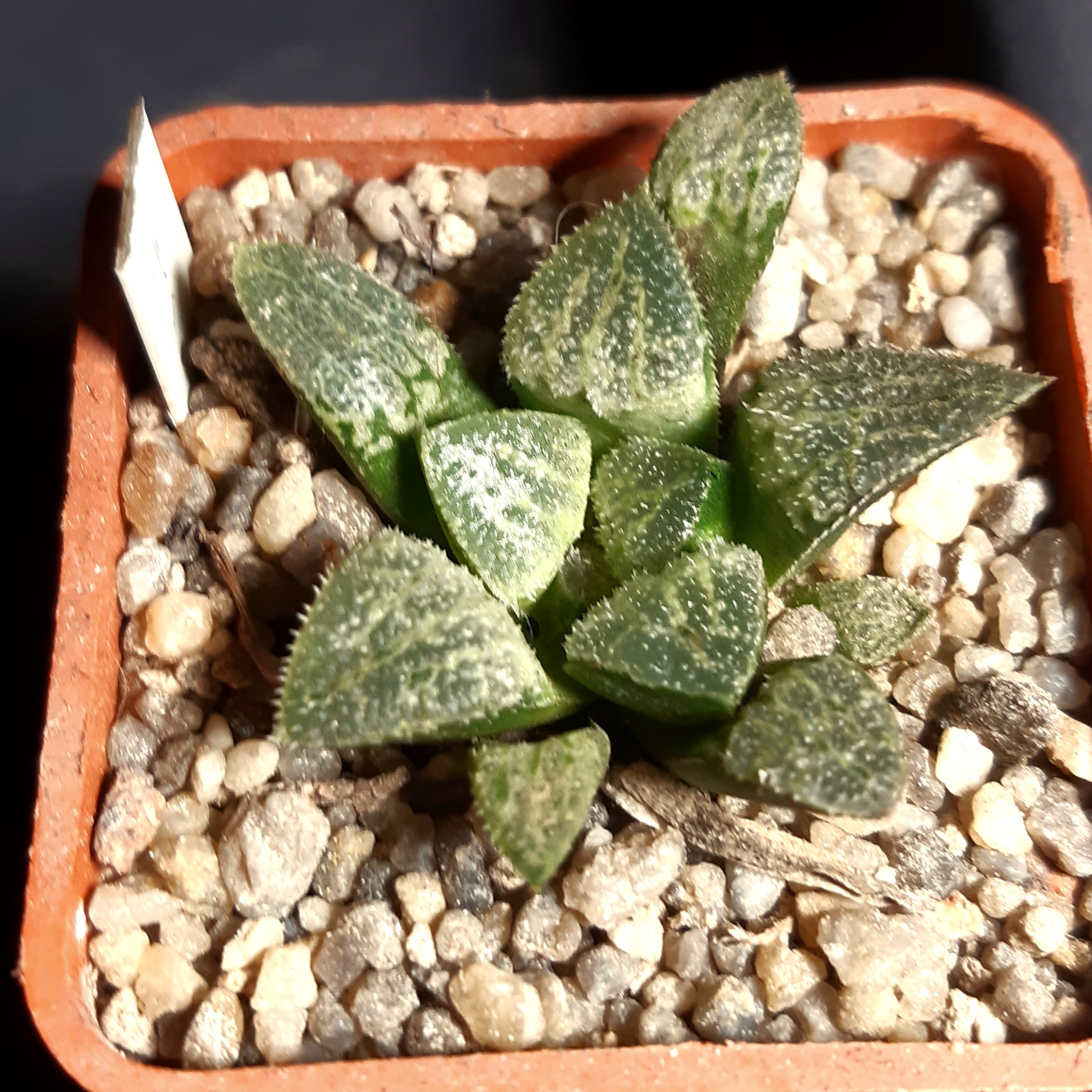 Haworthia 'Ginsekai' hybrid