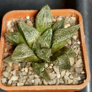 Haworthia 'Ginsekai' hybrid